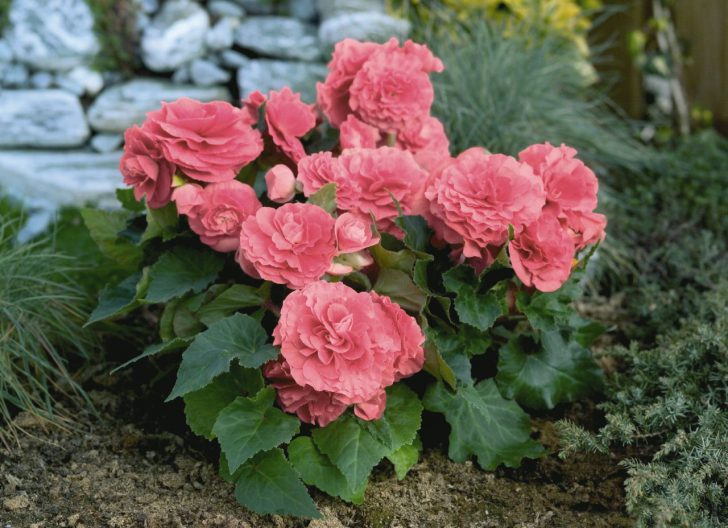 Begonia: care in the garden and at home 