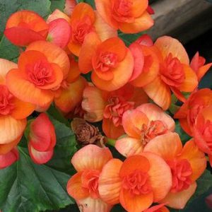 Begonia: cuidado en el jardín y en casa 