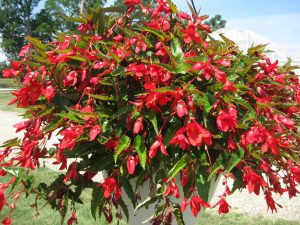 Begonia: cuidado en el jardín y en casa 