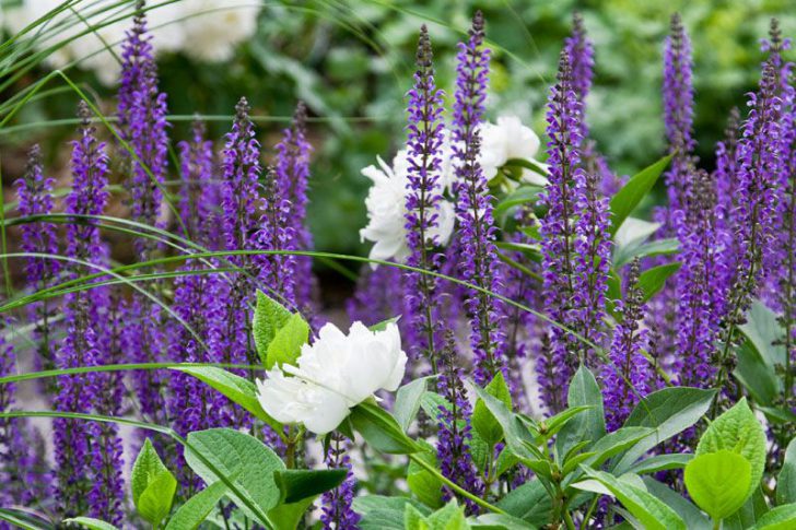 blommor på stugan