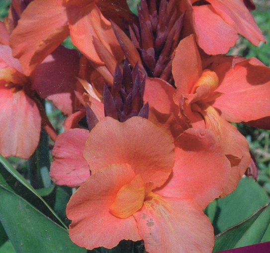 Canna Blume