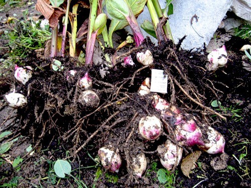 Blumen Canna Pflanzen und Pflege