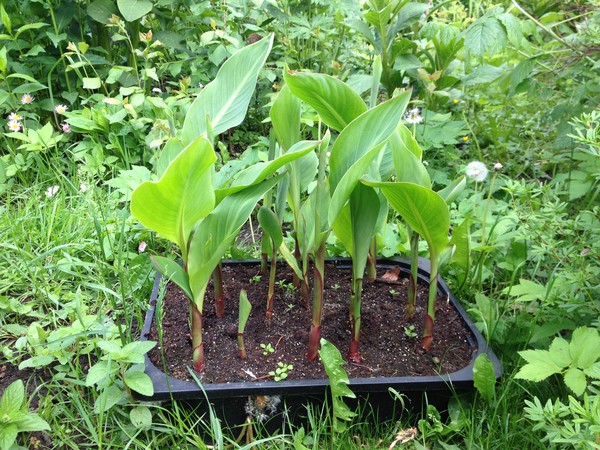 Blumen Canna Pflanzen und Pflege