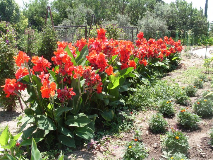 Blumen Canna Pflanzen und Pflege