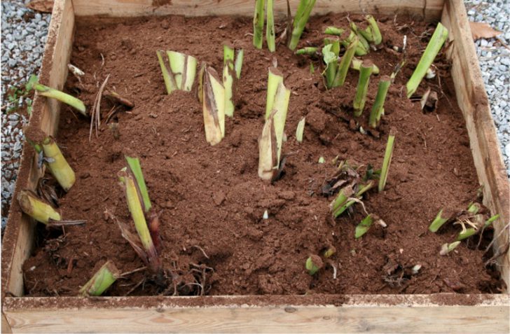 Blumen Canna Pflanzen und Pflege