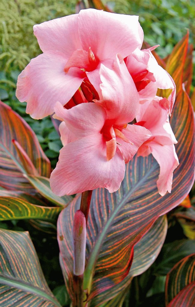 Blumen Canna Pflanzen und Pflege