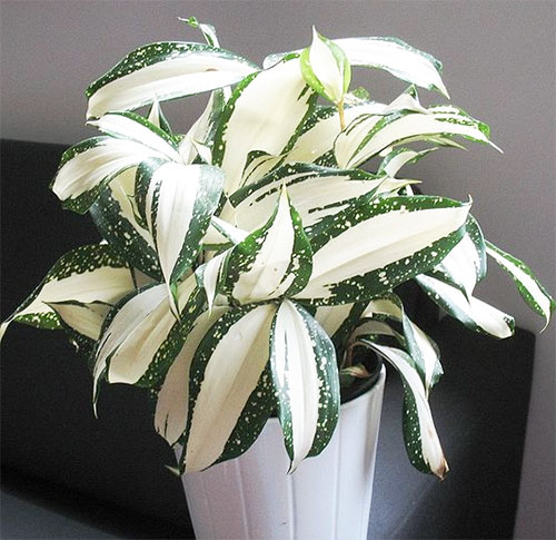 Dracaena