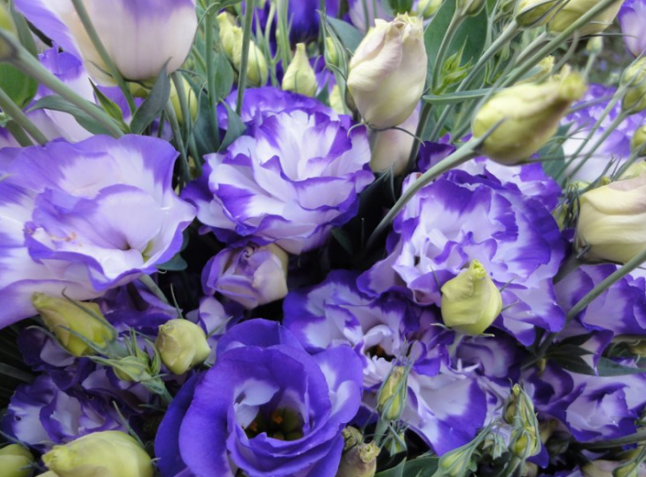 Eustoma