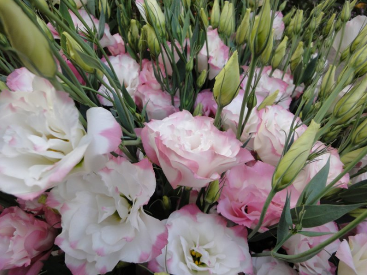 Eustoma In De Tuin