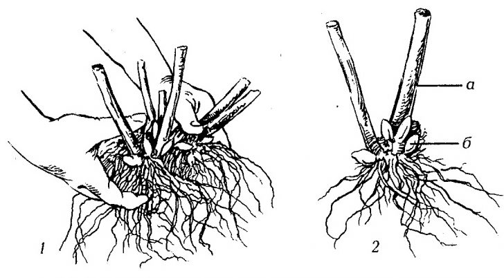 hortênsia