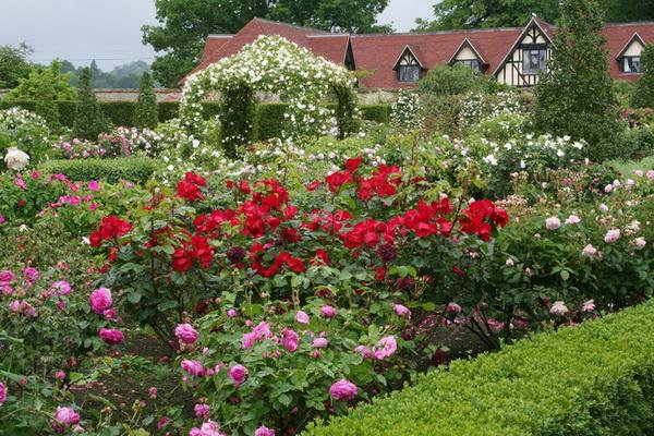 jardim da frente com as próprias mãos