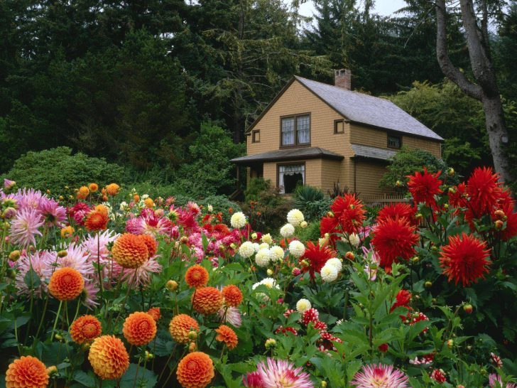 jardim da frente com as próprias mãos