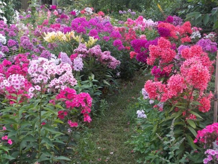 jardim da frente com as próprias mãos