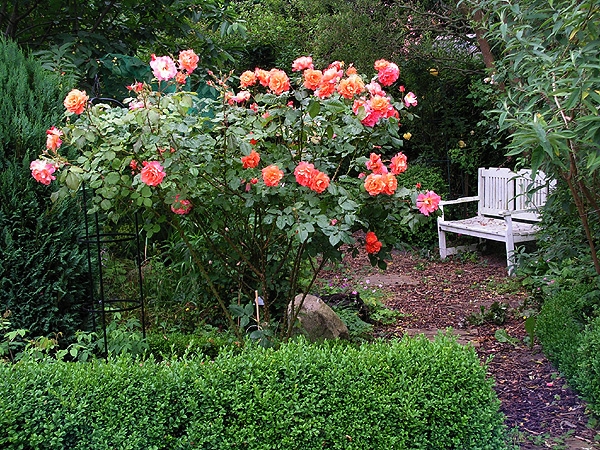 arbustos para o jardim