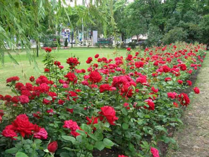 arbustos para o jardim