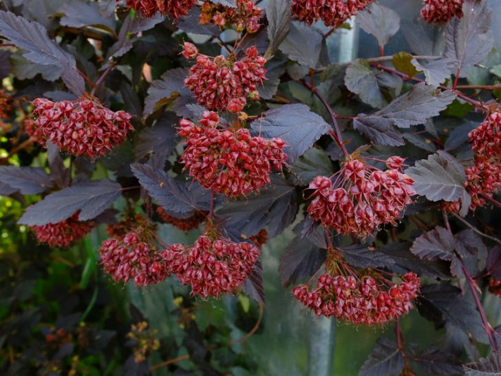 arbustos para o jardim