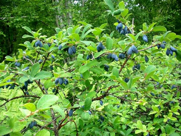 arbustos para o jardim