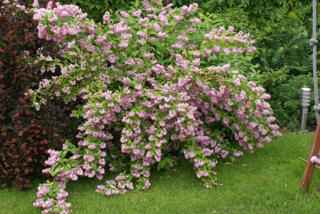 arbustos para o jardim