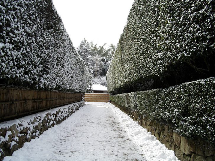 arbustos para o jardim