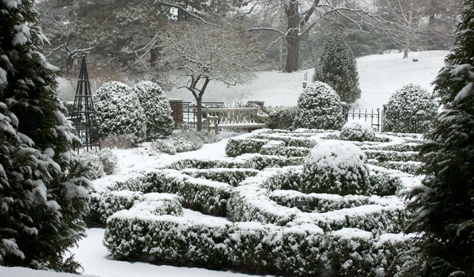 arbustos para o jardim