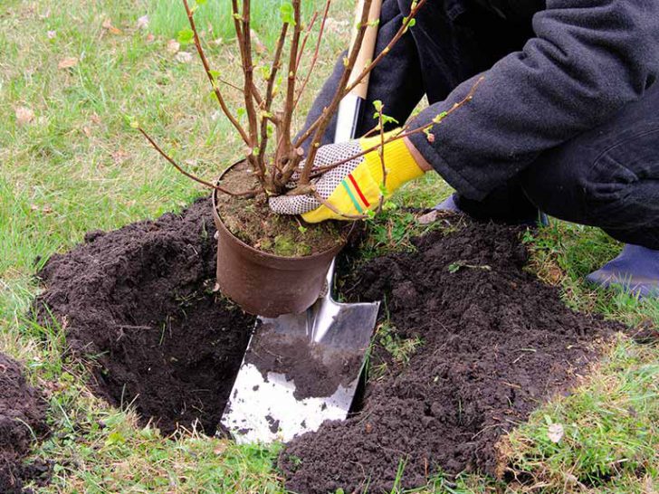 arbustos para o jardim