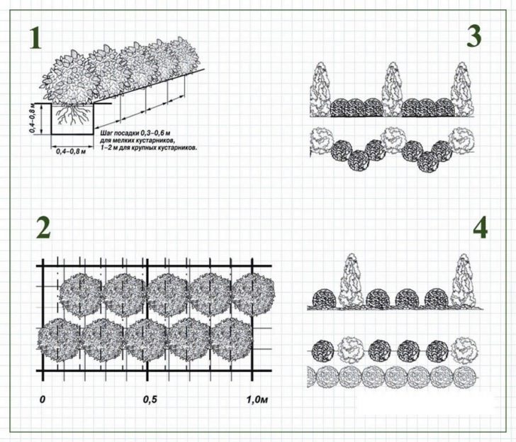 arbustos para o jardim