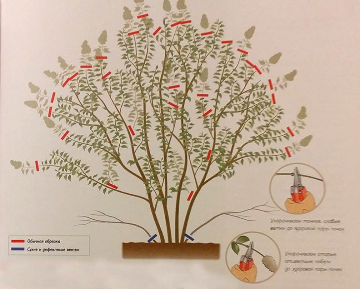 arbustos para o jardim