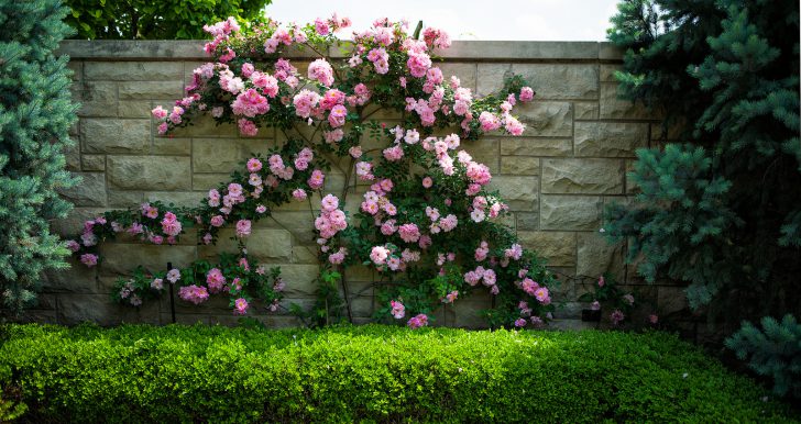 arbustos para o jardim