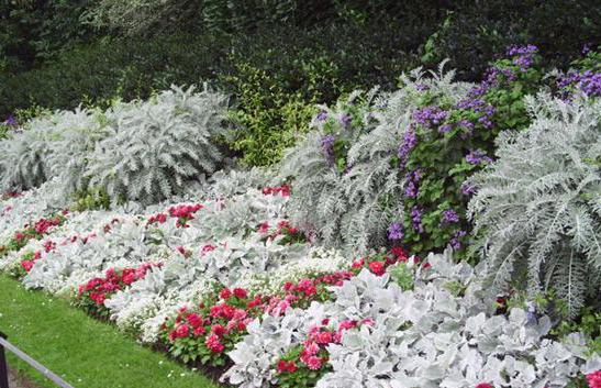 arbustos para o jardim