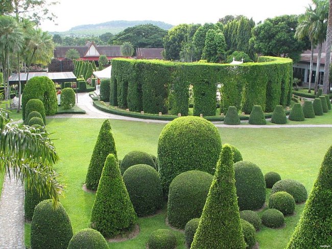 arbustos para o jardim