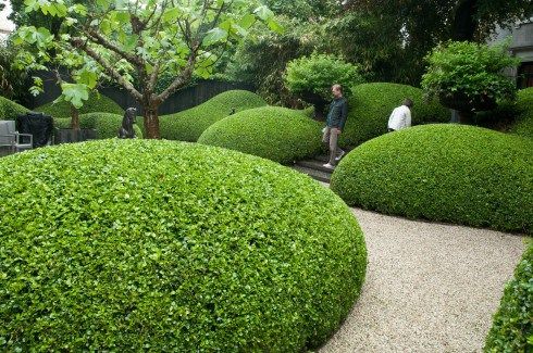 arbustos para o jardim