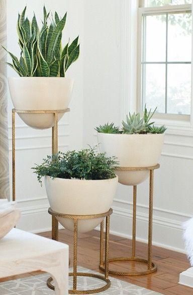 plantes d'intérieur à l'intérieur