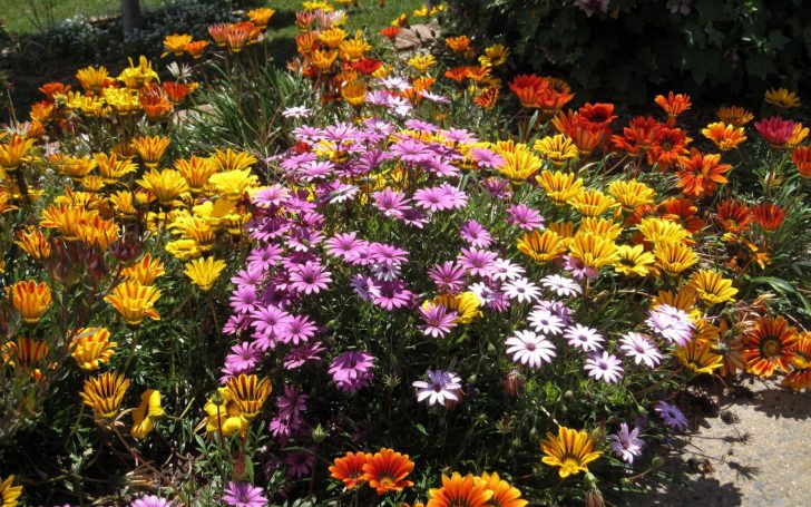 stun blommor för sängar