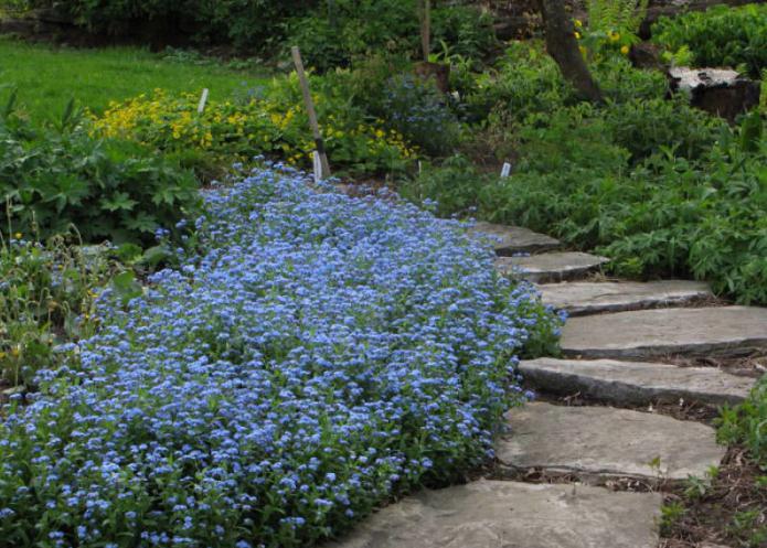 stun blommor för sängar