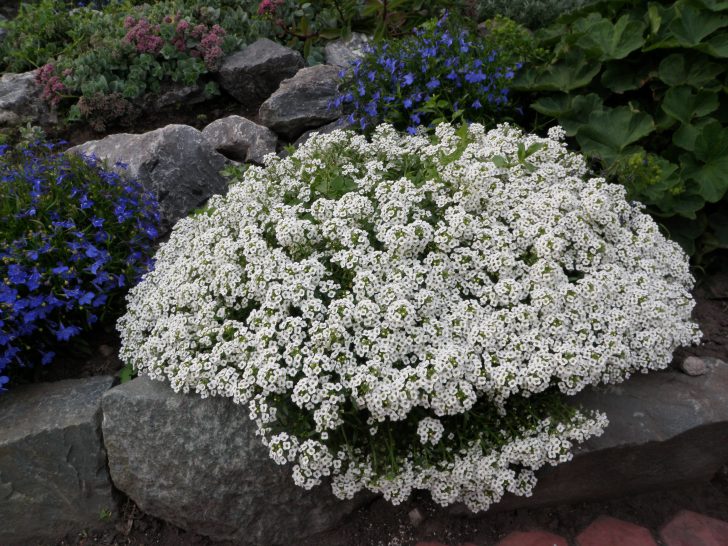 stun blommor för sängar