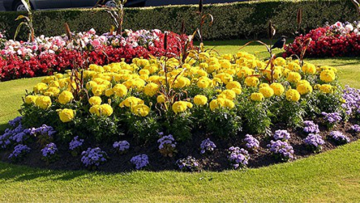 stun blommor för sängar