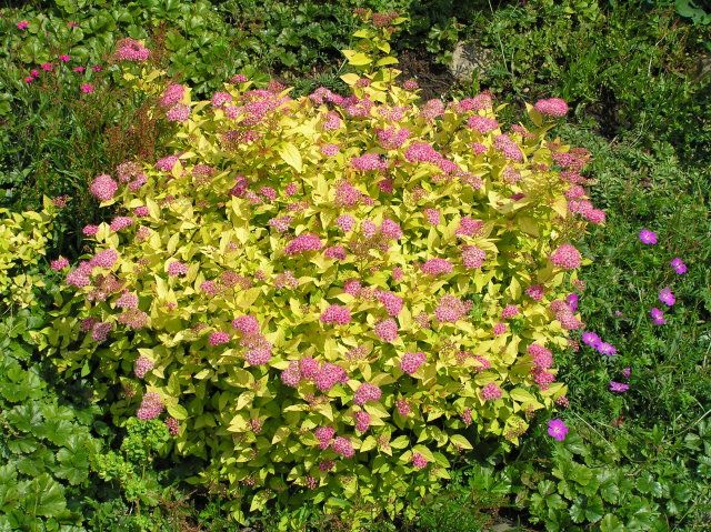 Japanilainen spiraea