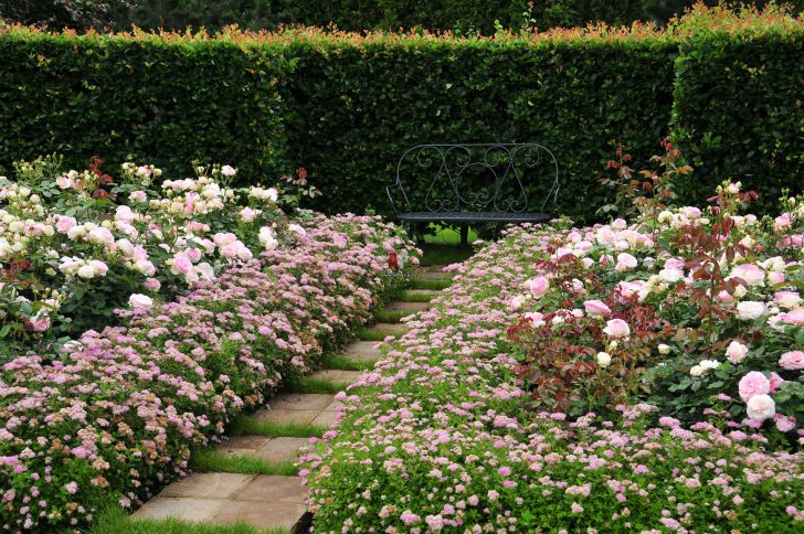 Japanilainen spiraea