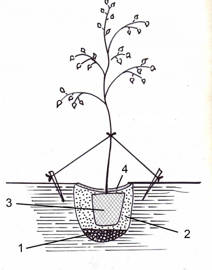 Japanilainen spiraea