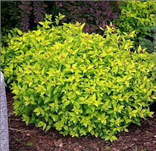 Japanilainen spiraea