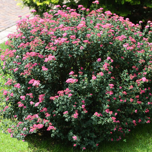 Japanilainen spiraea