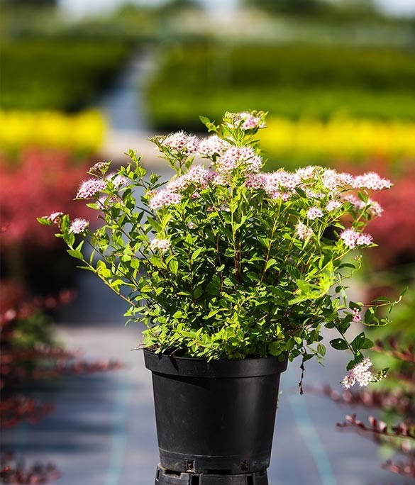 Japanilainen spiraea