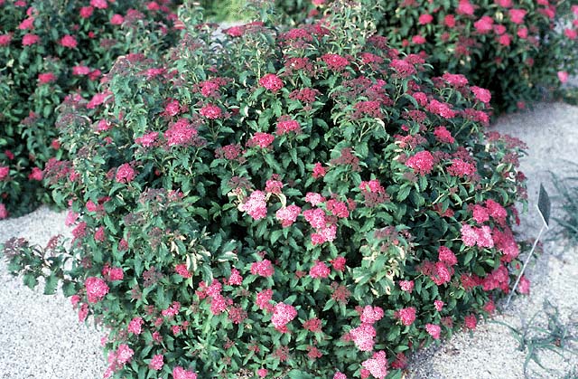 Japanilainen spiraea