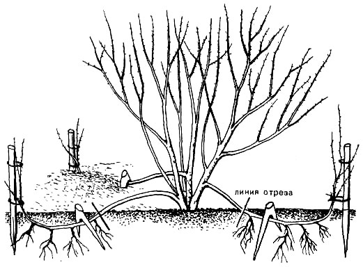 Japanilainen spiraea