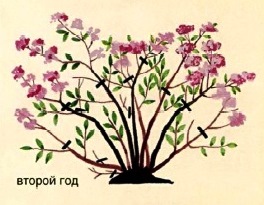 Japanilainen spiraea