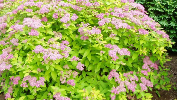 Japanilainen spiraea