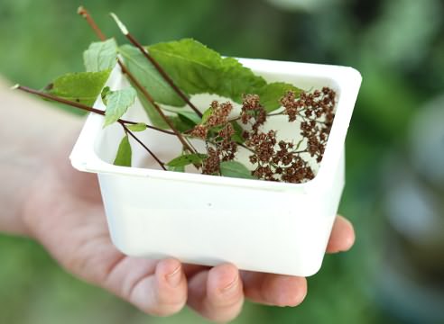 Japanilainen spiraea