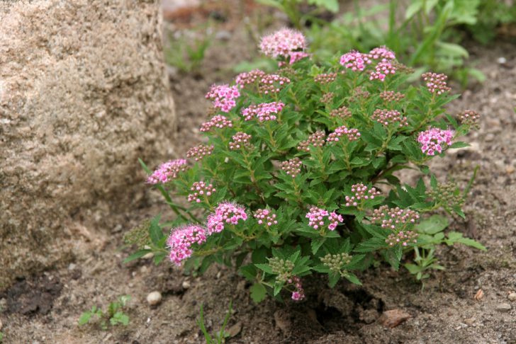 Japanilainen spiraea