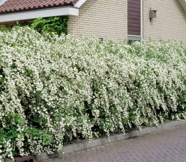 Japanilainen spiraea