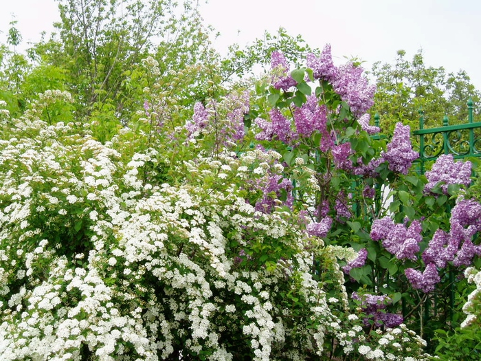 Japanilainen spiraea